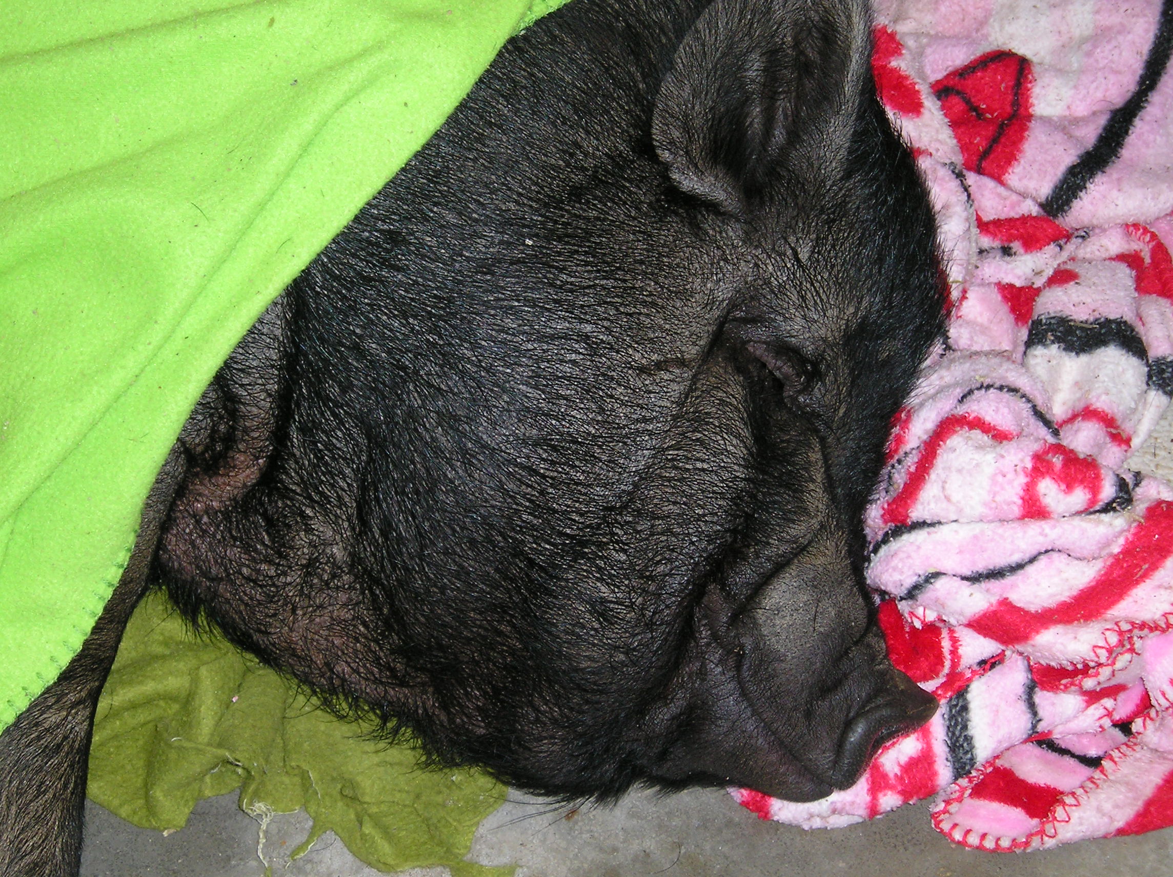 sleeping pig